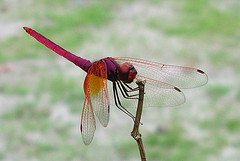 dragonfly